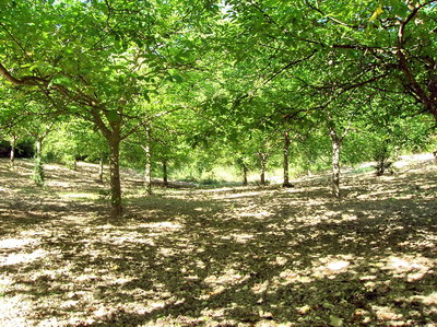 Casa Verdini - property for sale in Le Marche Italy