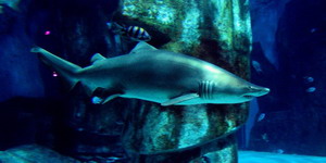 Aquarium de Londres