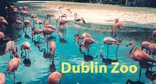 Dublin Zoo Flamingos you can see with the Dublin Pass